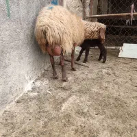 میش بره دار