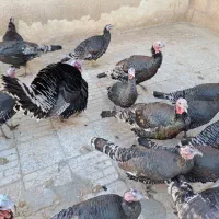 فروش ۵عددبوقلمون ماده و۱عددبوقلمون نر