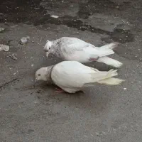 یک جفت کفتر