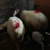 قوچ بپر|حیوانات مزرعه|کارزان, |دیوار