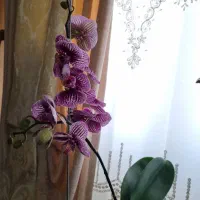 گل آپارتمانی.باباآدم.پاپیتال.سروپژیا.پااردکی