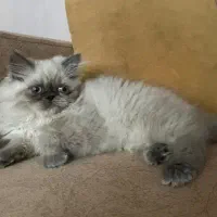 گربه پرشین|گربه|بجنورد, |دیوار