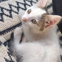 واگذاری رایگان گربه ماده ۵ ماهه عقیم شده