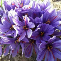 فروش گل امشب ساعت ۹و نیم