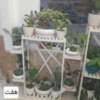 گل طبیعی|گل و گیاه طبیعی|مشهد, شفا|دیوار