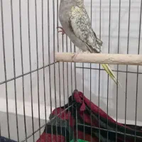 پرندگان|پرنده|حمیدیه, |دیوار