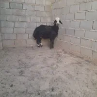 بره قوچی خوشکل و خوشتیپ جنس دار|حیوانات مزرعه|تربت جام, میان جام|دیوار