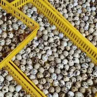 تخم بلدرچین نطفه دار ضمانتی