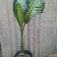 گل و گیاه آپارتمانی