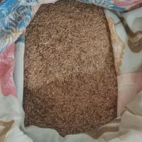 تخم کتان یا قزل زیرح امسال
