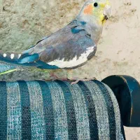 عروس هلندی سخنگو فول رام کلام بالا ضمانت همه چیز|پرنده|خاش, |دیوار