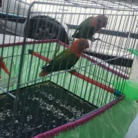 طوطی برزیلی اوپال|پرنده|فردیس, شهرک شهید حسینی|دیوار