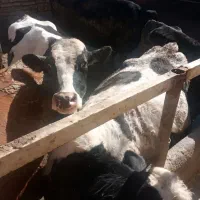 گاو شیری|حیوانات مزرعه|قم, انصار‌الحسین|دیوار