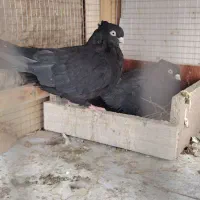 جفت زاغ عروسک|پرنده|خمینیشهر, |دیوار