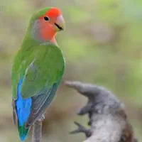 کتوله عروس و مرغ عشق