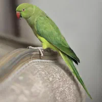 طوطی ملنگو|پرنده|تهران, لویزان|دیوار