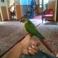 طوطی گریچینگ گم شده خ اخلاقی