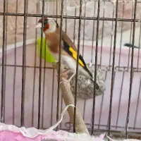 سهره ماده جوجه قفس