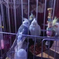 طوطی عروس و طوطی برزبلی|پرنده|رشت, پاره بیجار|دیوار