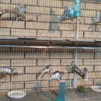 مرغ عشق مولد