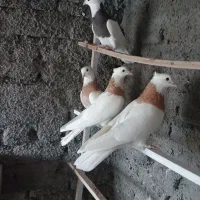 طوقی زرد چشم سفید