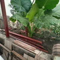 بابا ادم پر جوانه دو متر قد