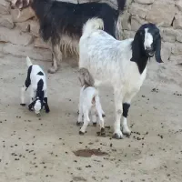 یارزاق بنام روزی دهنده یکتا