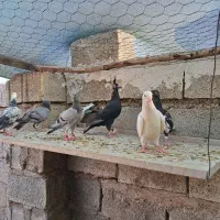 کبوتر دوری|پرنده|اهواز, کمپلو شمالی|دیوار