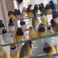 فنچ گلدین کرواتی جغدی نرگسی