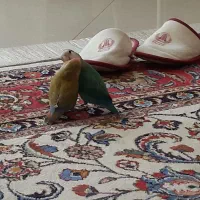 کوتوله برزیلی رزیکولیس آبی و سبز پستهای|پرنده|مشهد, سجاد شهر|دیوار