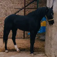 اسب دوسر عرب کره ی قهرمان جهان سلیمی ایم سوت|اسب و تجهیزات اسبسواری|تهران, ونک|دیوار