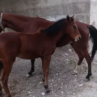 فروشی قیمت ۷۰