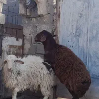 بره نر|حیوانات مزرعه|خواف, |دیوار