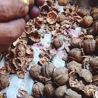شکستن گردو