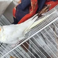 جوجه لوتینو ۹ماهه دستی