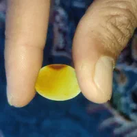 سنگ سلیمانی|جواهرات|اهواز, کوی علوی|دیوار