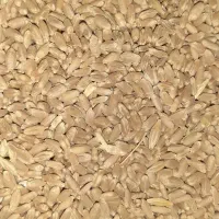 فروش گندم آبی