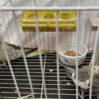 جوجه عروس هلندی