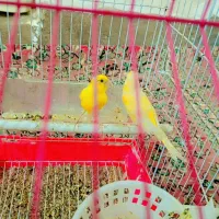 گتوند|پرنده|گتوند, |دیوار