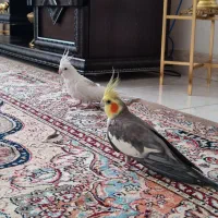 یک جفت عروس هلندی