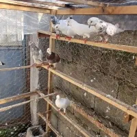 کبوتر پرشی|پرنده|فومن, |دیوار