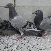 سه تا کبوتر جوجه جیر پلاکی مسافتی
