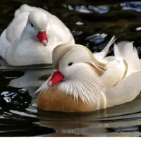 جوجه طاووس|پرنده|مشهد, هدایت|دیوار