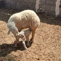 کاور زاییده  اول زه بره نر