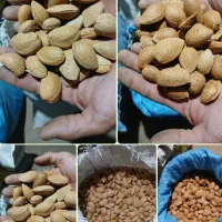 فروش بادام مرغوب وگردو خوب بوانات