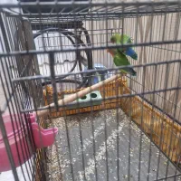 کوتوله برزیلی