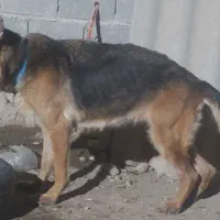سگ ژرمن ماده
