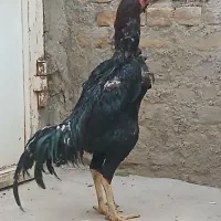 خروس لاری|حیوانات مزرعه|تبریز, |دیوار