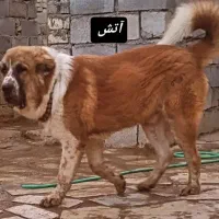 واگذاری توله قدرجونی
