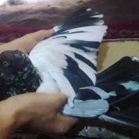 کفتر|پرنده|بندر ماهشهر, |دیوار